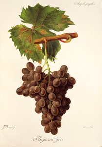 Aspiran Gris grape by Jules Troncy