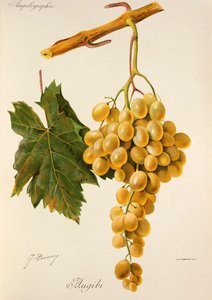Augibi grape by Jules Troncy