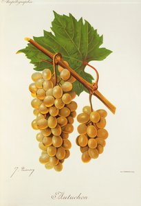 Autuchon grape by Jules Troncy