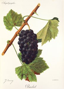 Bachet grape by Jules Troncy
