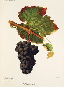 Beaunoir grape