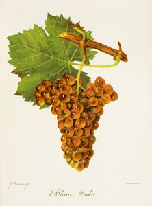 Blanc Auba Grape by Jules Troncy