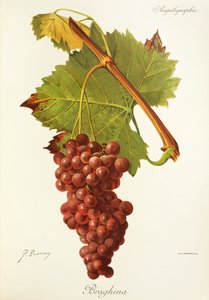 Braghina Grape by Jules Troncy