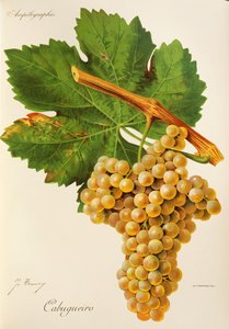 Cabugueiro grape by Jules Troncy