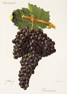 Camaraou Grape by Jules Troncy