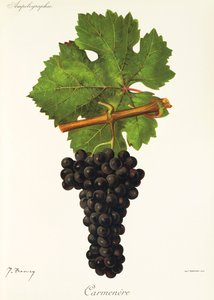 Carmenere grape by Jules Troncy