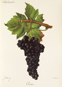 Cesar Grape by Jules Troncy