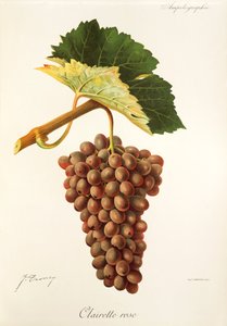 Clairette Rose grape by Jules Troncy