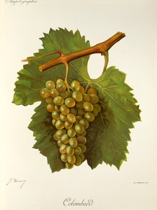 Colombard Grape by Jules Troncy