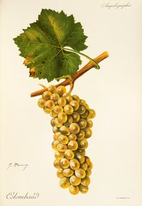 Colombaud grape by Jules Troncy