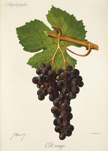 Cot Rouge grape by Jules Troncy