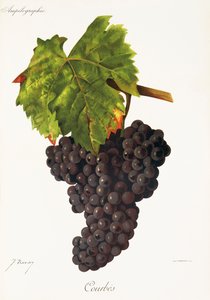 Courbes Grape