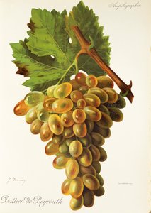 Dattier de Beyrouth grape by Jules Troncy