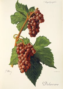 Delaware grape by Jules Troncy