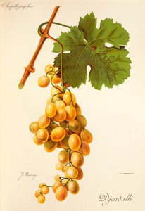 Djendalli grape by Jules Troncy