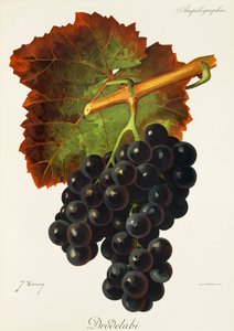Drodelabi grape by Jules Troncy