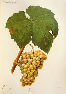 Erdei grape by Jules Troncy