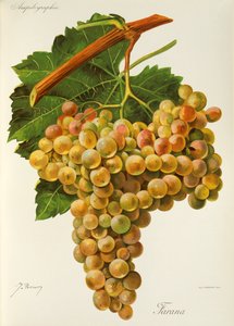 Farana Grape by Jules Troncy