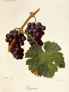 Gougean grape by Jules Troncy