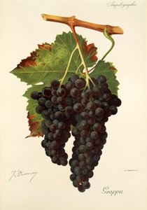 Grappu Grape by Jules Troncy