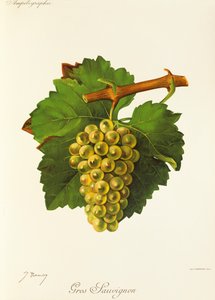 Gros Sauvignon grape by Jules Troncy