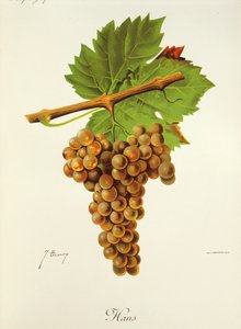 Hans grape by Jules Troncy
