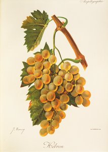 Hebron grape by Jules Troncy