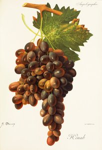 Henab Noir Grape by Jules Troncy