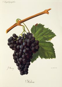 Hibou Grape by Jules Troncy
