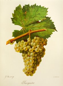 Jacquere grape by Jules Troncy