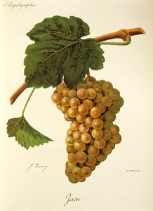Jaen grape by Jules Troncy