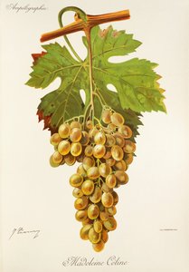 Madeleine Celine grape by Jules Troncy