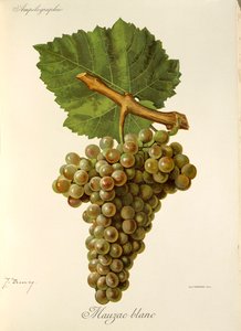 Mauzac Blanc grape by Jules Troncy
