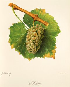 Melon grape by Jules Troncy