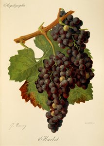 Merlot Grape by Jules Troncy
