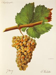 Molette grape by Jules Troncy