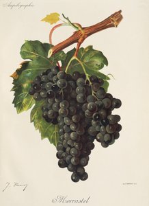 Morrastel Grape by Jules Troncy