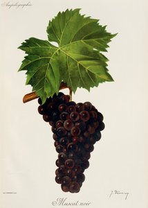 Muscat Noir grape by Jules Troncy