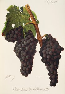 Noir Hatif de Marseille grape