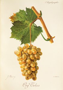 Org Tokos grape by Jules Troncy