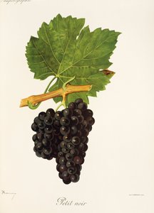 Petit Noir grape by Jules Troncy