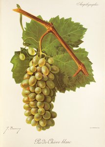 Pis-de-Chevre Blanc grape by Jules Troncy
