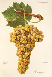 Raisaine grape by Jules Troncy