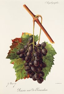 Raisin Noir de Jerusalem grape by Jules Troncy