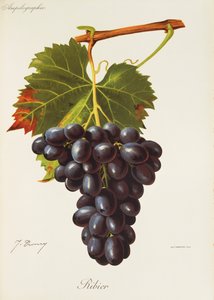 Ribier Grape by Jules Troncy