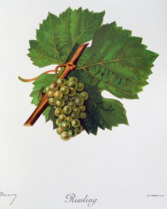 Riesling Grapes from Ampelography, General Treaty of Viticulture by Jules Troncy