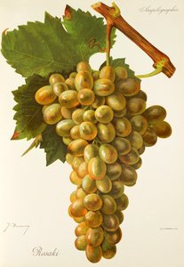 Rosaki grape by Jules Troncy