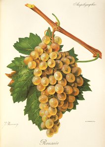 Roussee grape by Jules Troncy