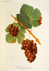Savagnin Rose grape by Jules Troncy