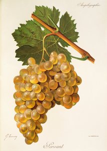 Servant grape by Jules Troncy